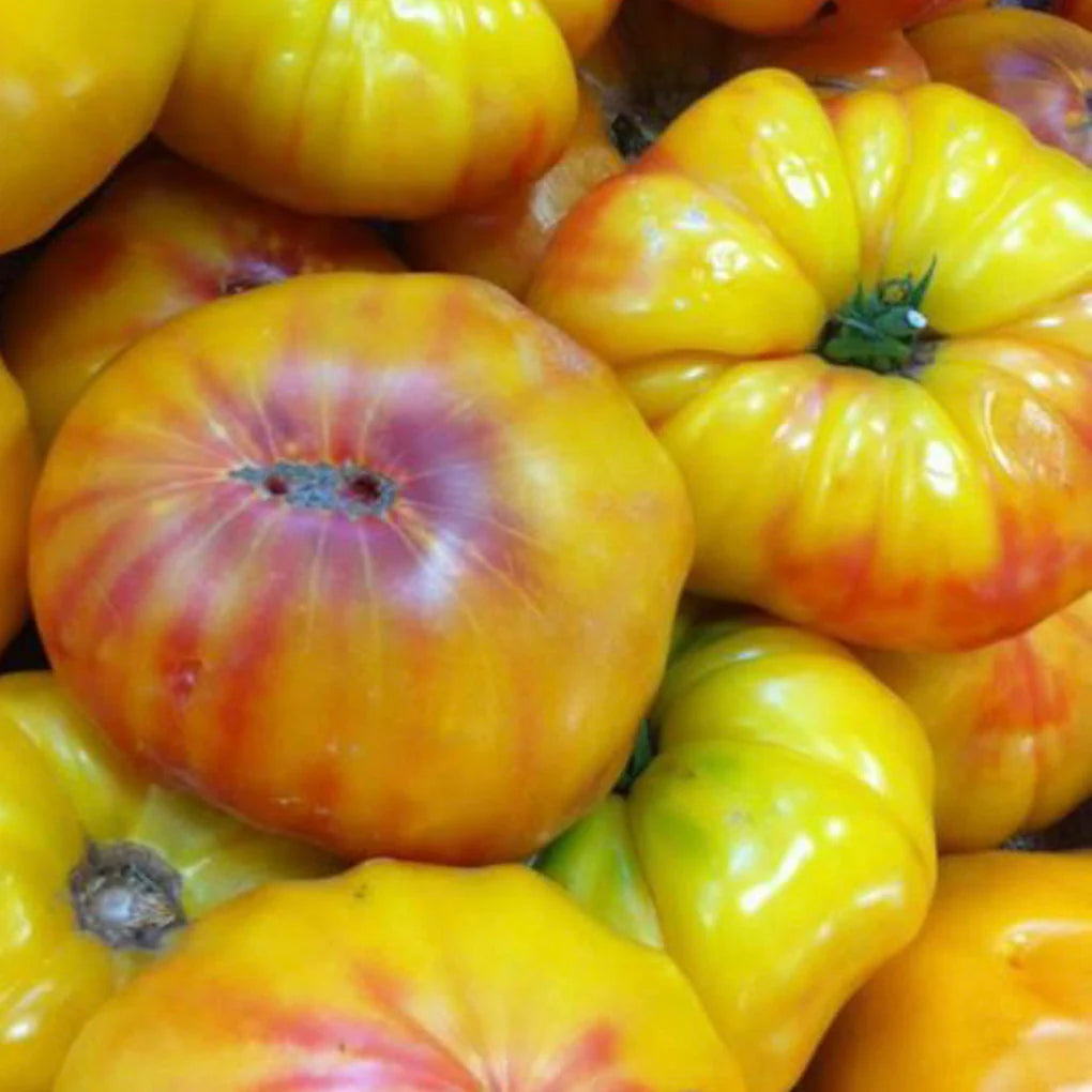 German Yellow Stripe - Heirloom Tomato Seeding