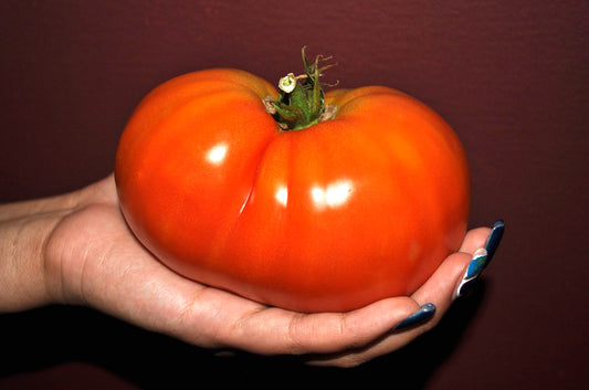 Big Boy - Heirloom Tomato Seeding