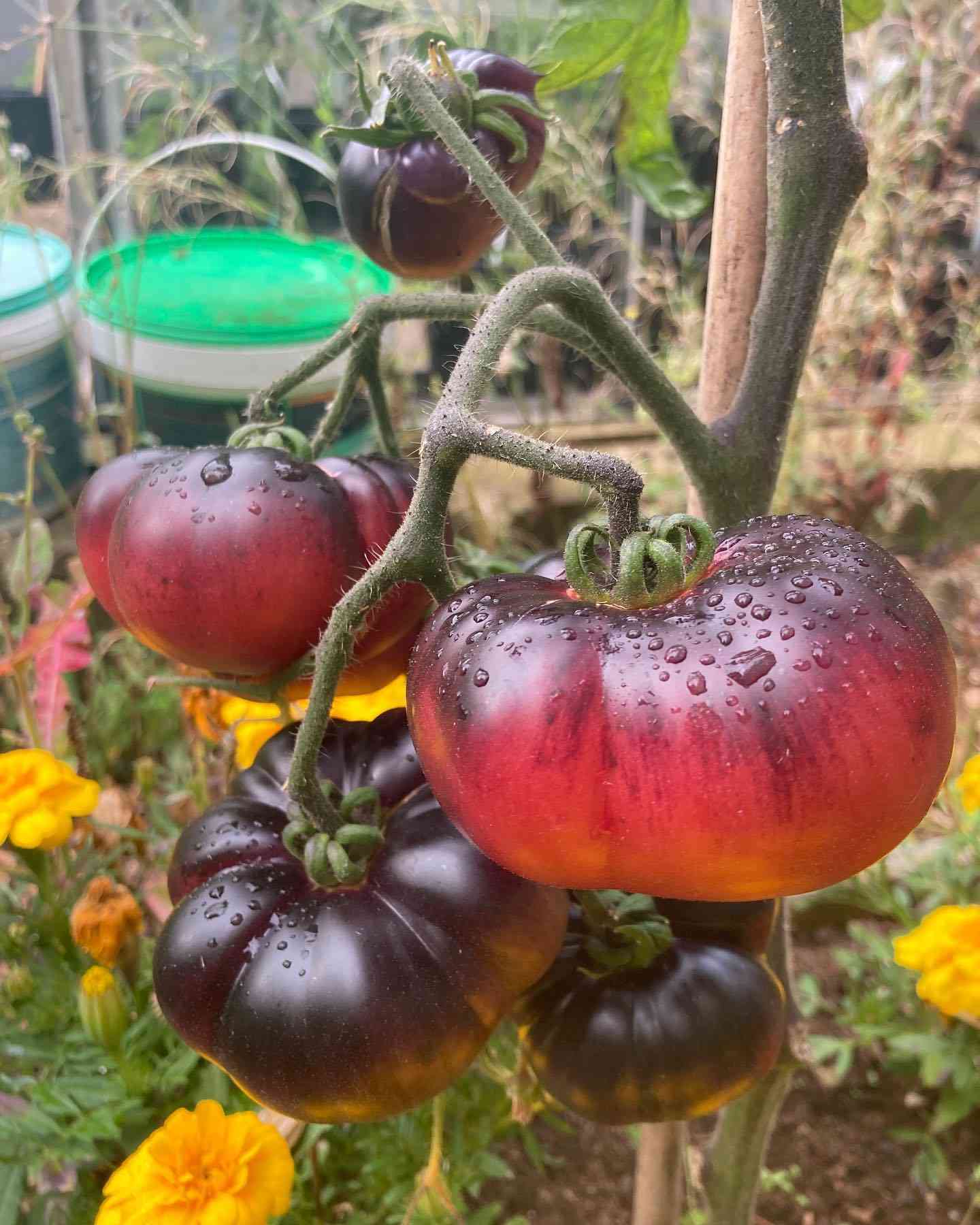 Blue Beauty - Heirloom Tomato Seeding