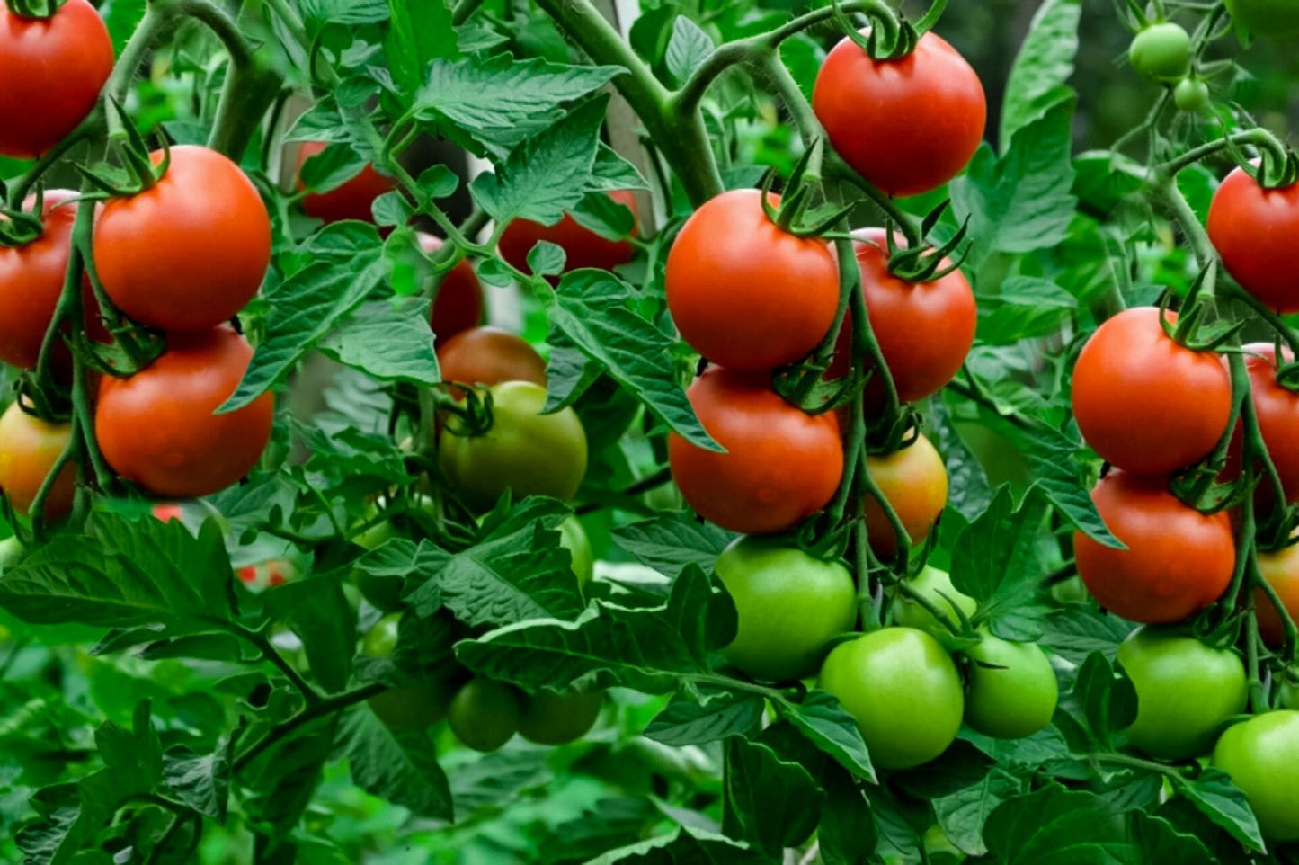 Day Dream - Heirloom Tomato Seeding