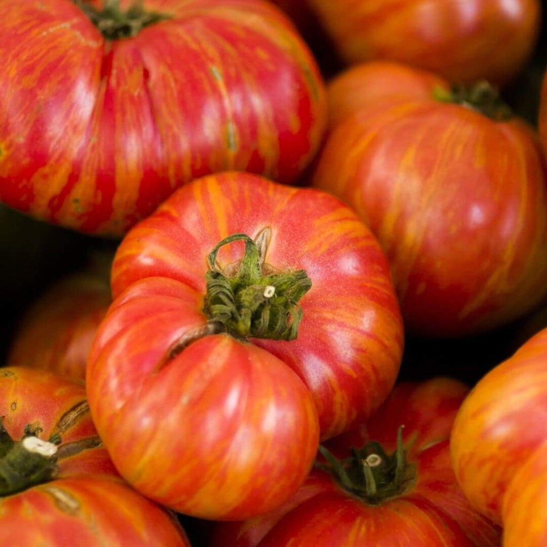 Vintage Wine - Heirloom Tomato Seeding