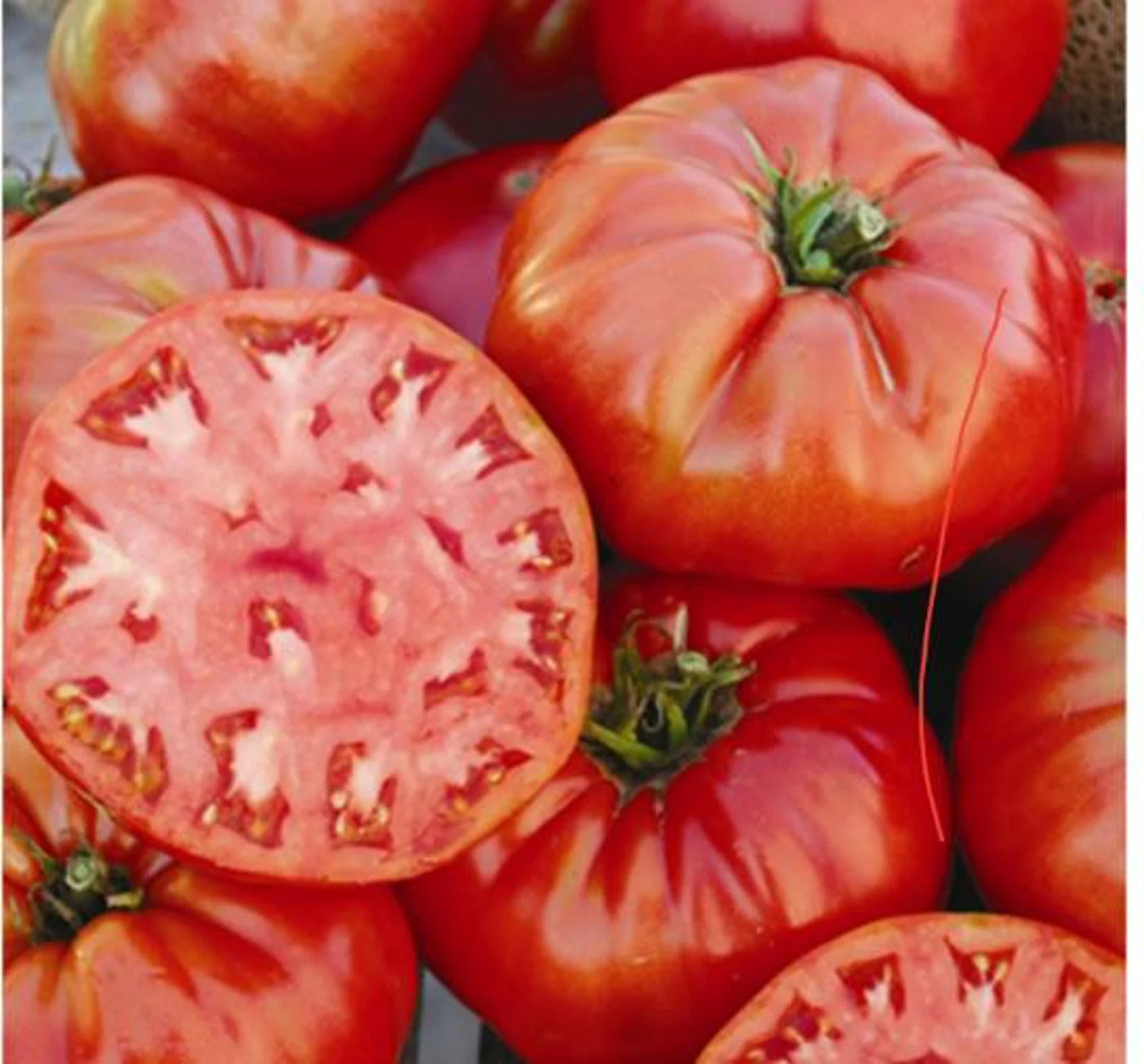 Mortgage Lifter - Heirloom Tomato Seeding