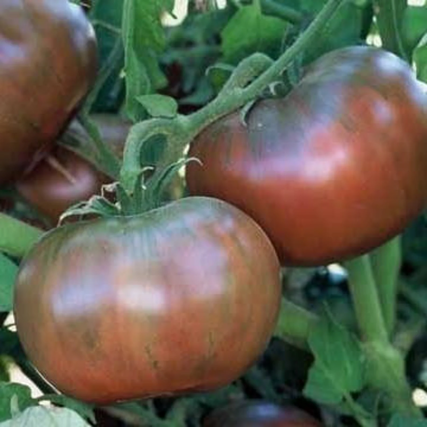 Cherockee Purple - Heirloom Tomato Seeding