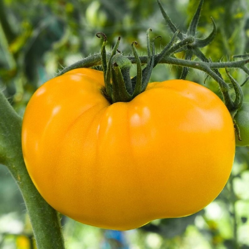 Azoychka - Heirloom Tomato Seeding