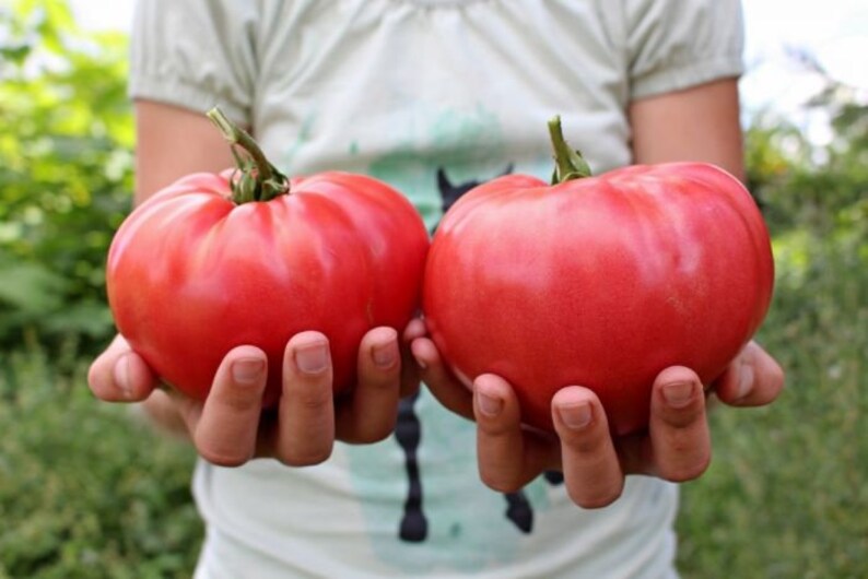Brandywine - Heirloom Tomato Seeding