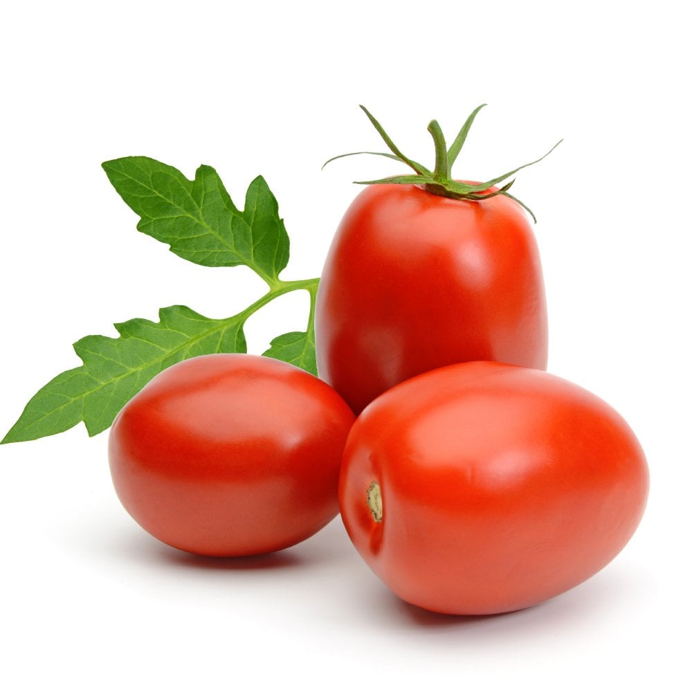 Tomato Roma Seedlings