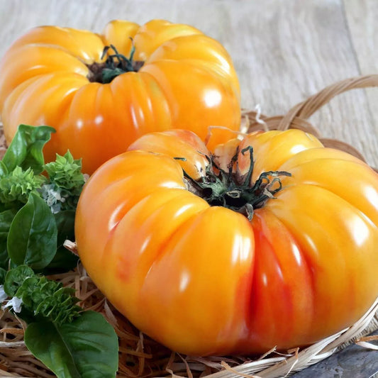 Pineapple - Heirloom Tomato Seeding