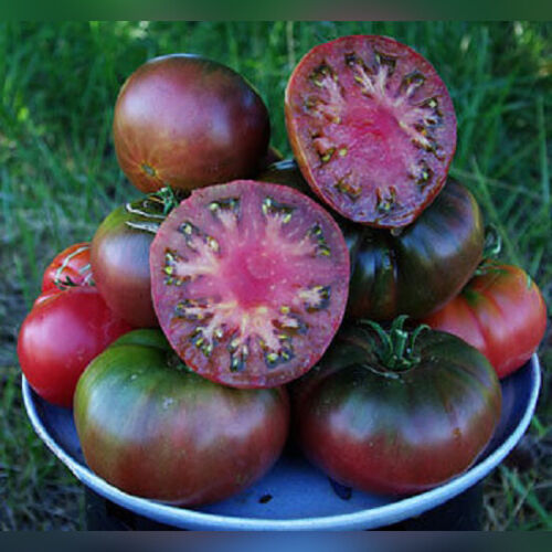 Tomato Black Krim Seedlings