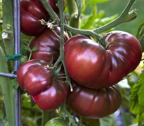 Tomato Black Krim Seedlings