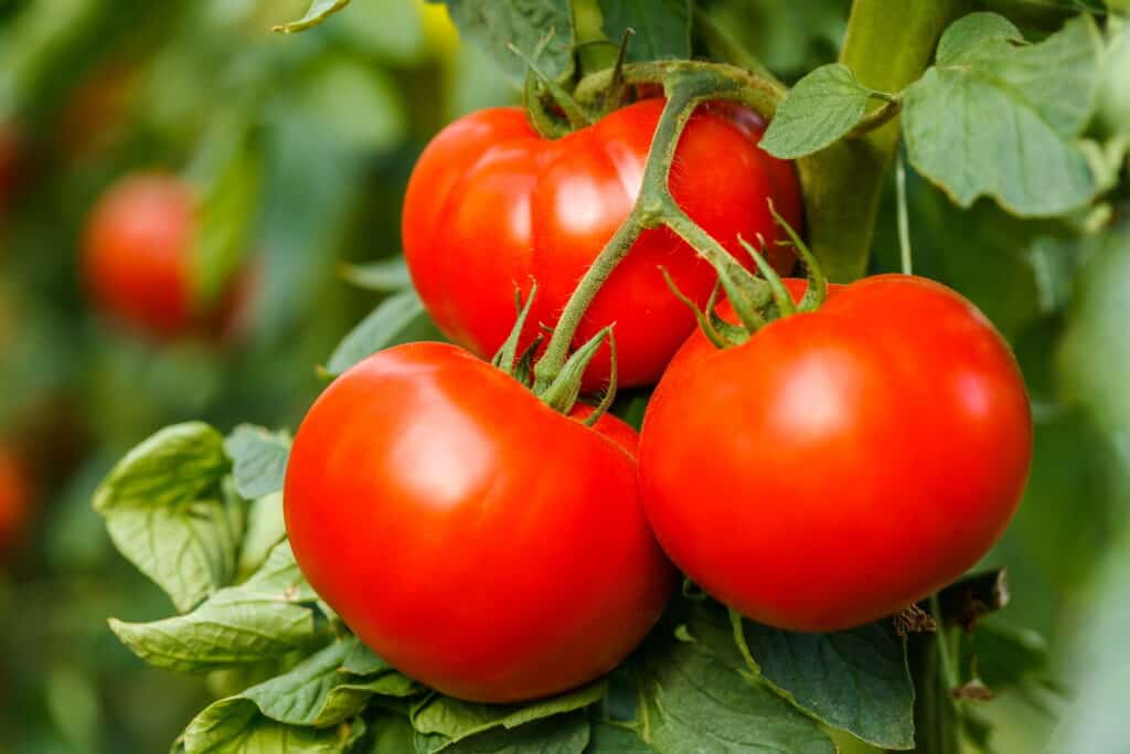 Big Boy - Heirloom Tomato Seeding