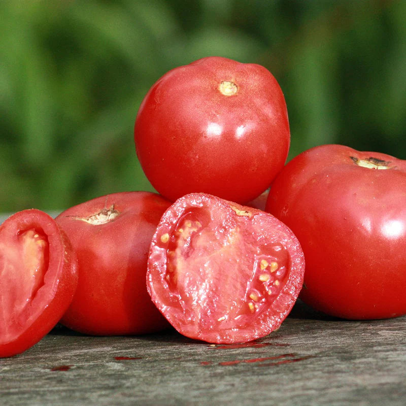 Grosse Lisse - Heirloom Tomato Seeding