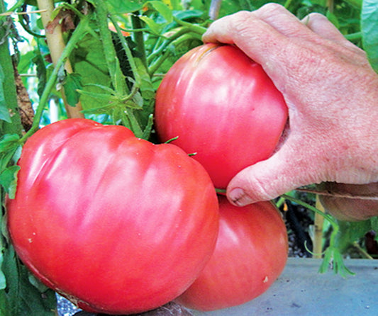 Tomato Brandywine Seedlings