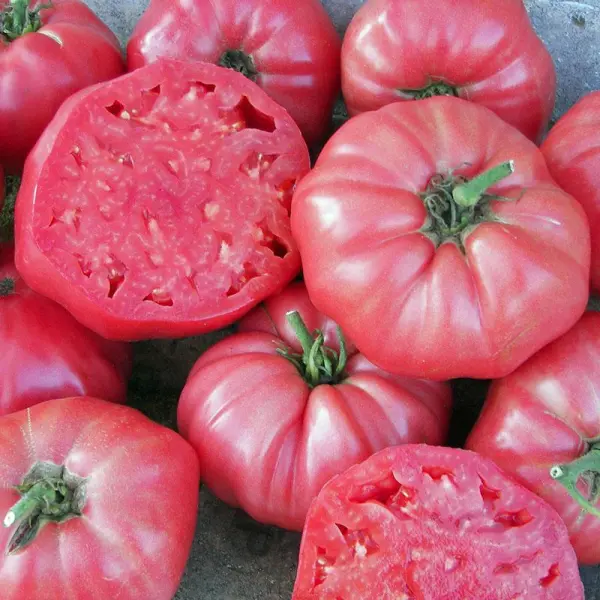 Brandywine - Heirloom Tomato Seeding