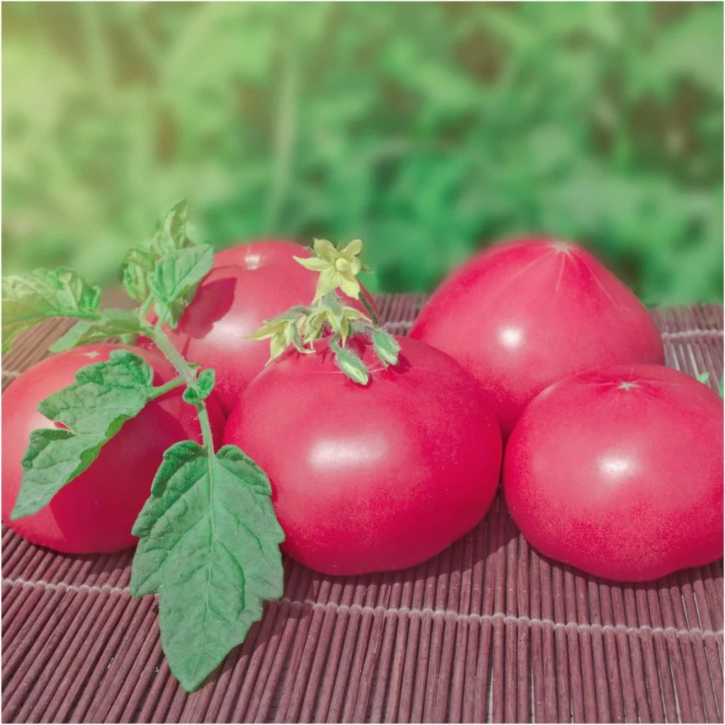 Pink Delight - Heirloom Tomato Seeding