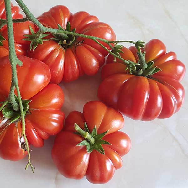 Santorini - Heirloom Tomato Seeding