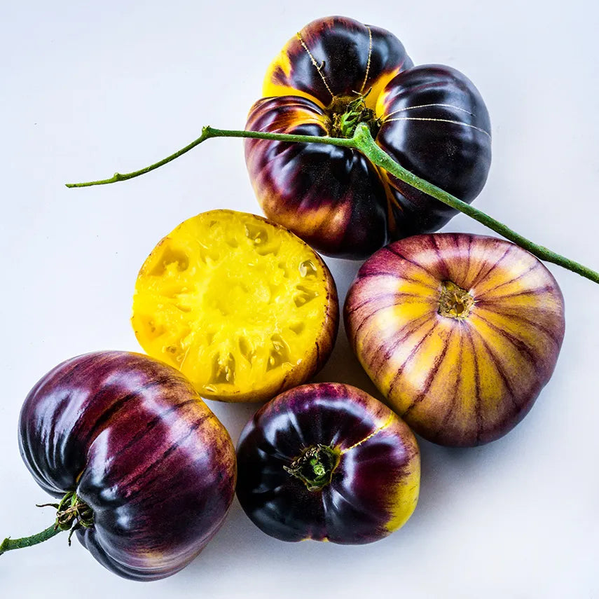 Sart Roloise - Heirloom Tomato Seeding