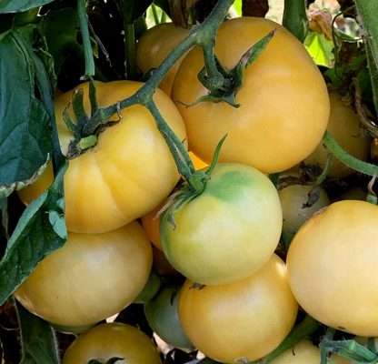 White Beauty - Heirloom Tomato Seeding