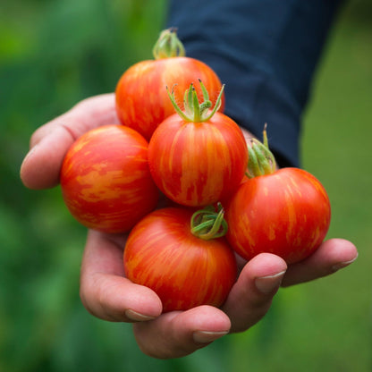Tomato - Tigerella Seeds