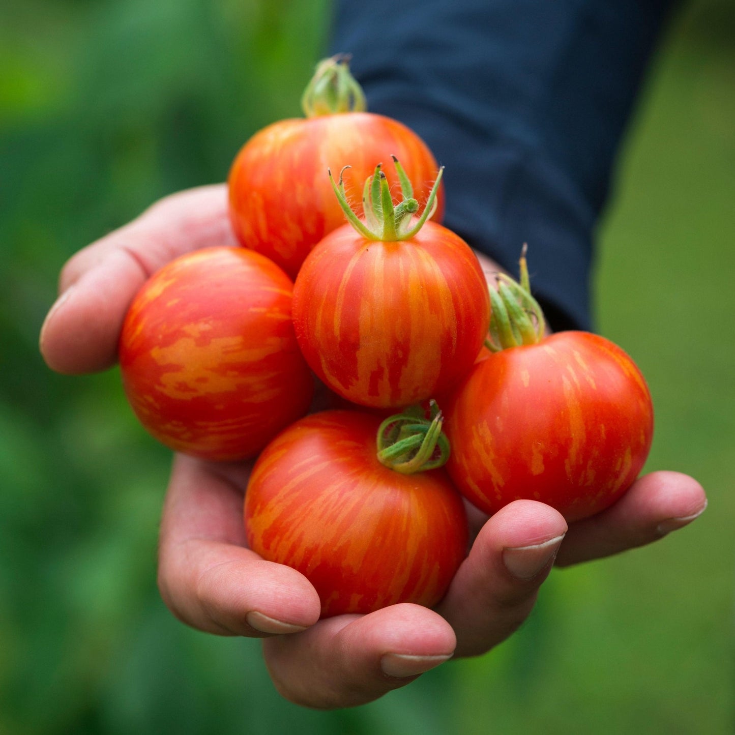 Tigerella - Heirloom Tomato Seeding