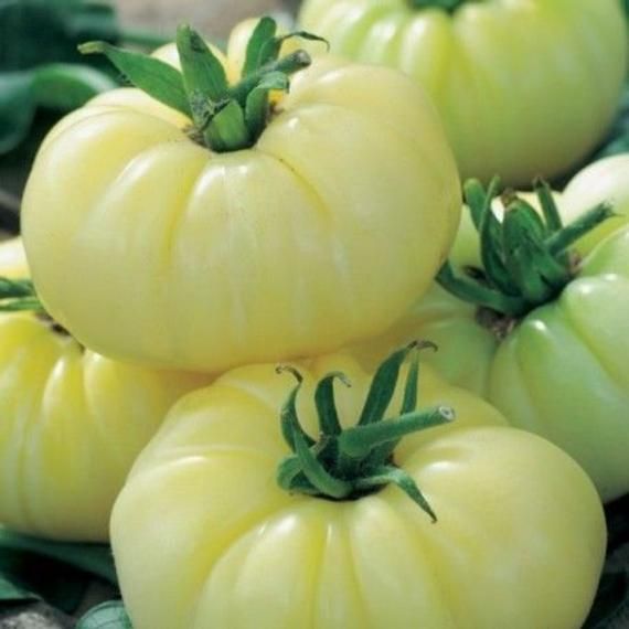 White Beauty - Heirloom Tomato Seeding