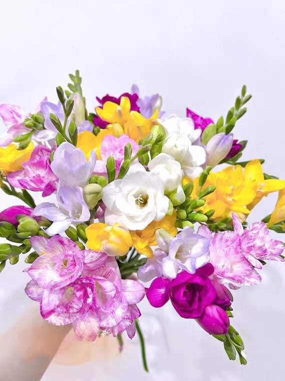 Freesia Bulbs - mixed color - 10 Bulbs