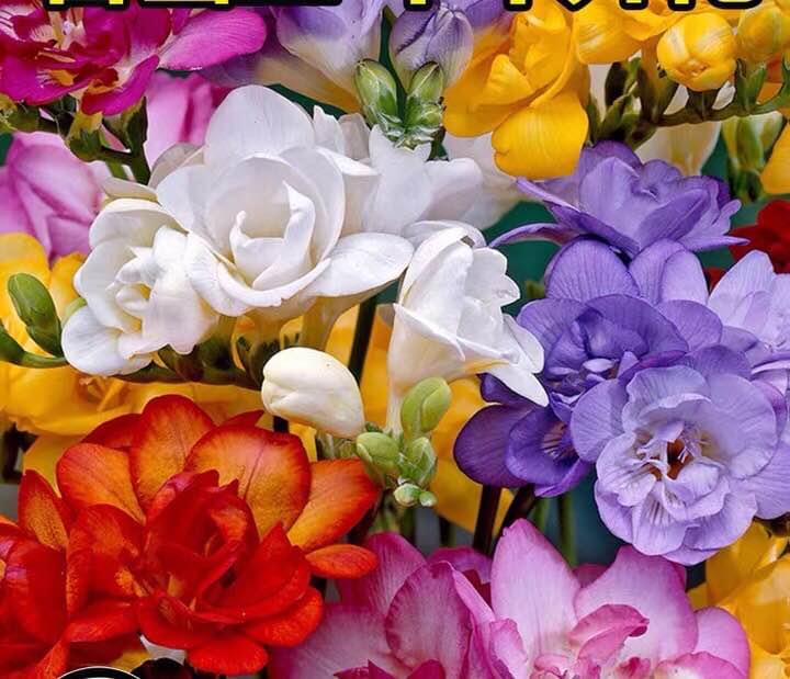 Freesia Bulbs - mixed color - 10 Bulbs