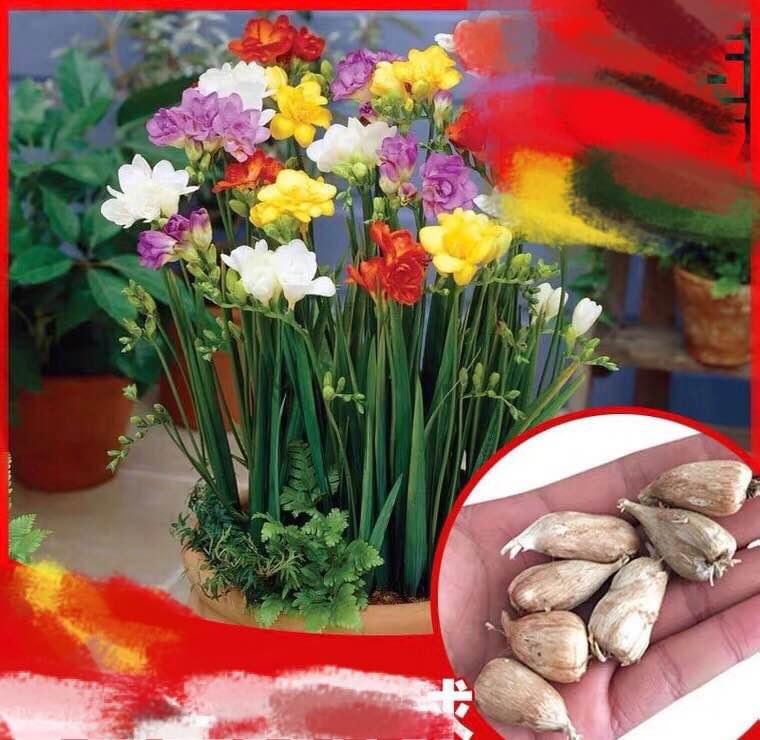 Freesia Bulbs - mixed color - 10 Bulbs
