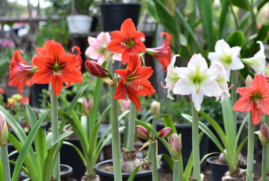 How to Plant and Care for Hippeastrum (Amaryllis) Bulbs
