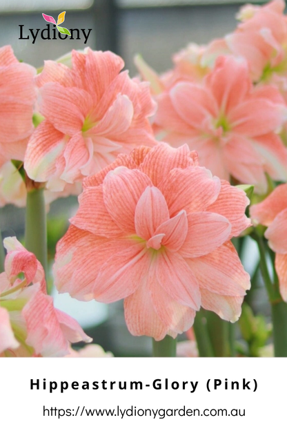 Mixed - Hippeastrum - Amaryllis Bulb