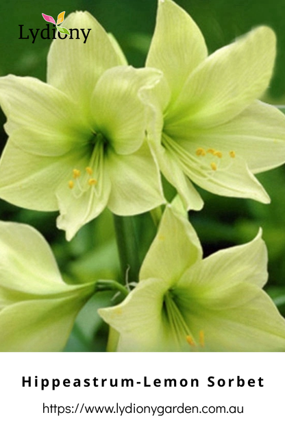 Mixed - Hippeastrum - Amaryllis Bulb