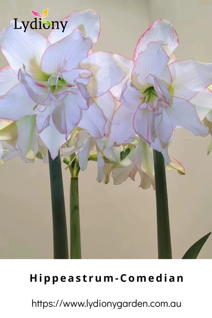 Mixed - Hippeastrum - Amaryllis Bulb
