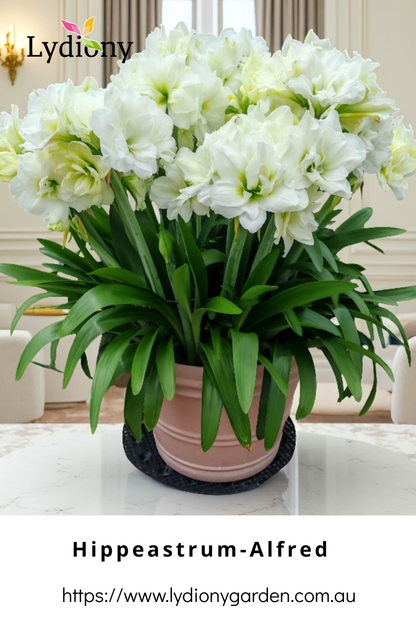 Mixed - Hippeastrum - Amaryllis Bulb