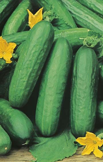 Seedling Package : Big Rainbow Tomato & Lebanese Cucumber