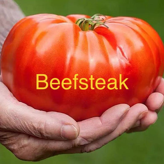 Tomato - Beefsteak Seeds