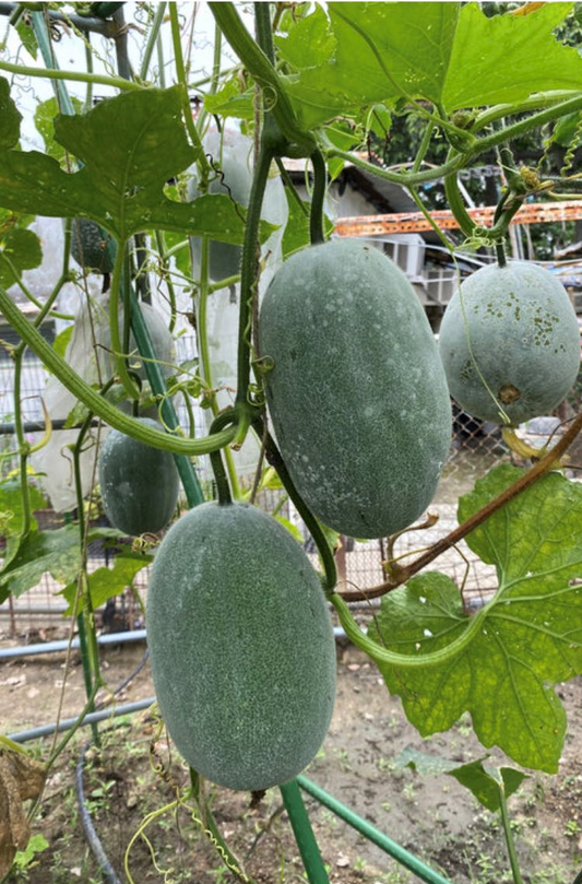 Ash/Wax gourd (winter melon) seeds