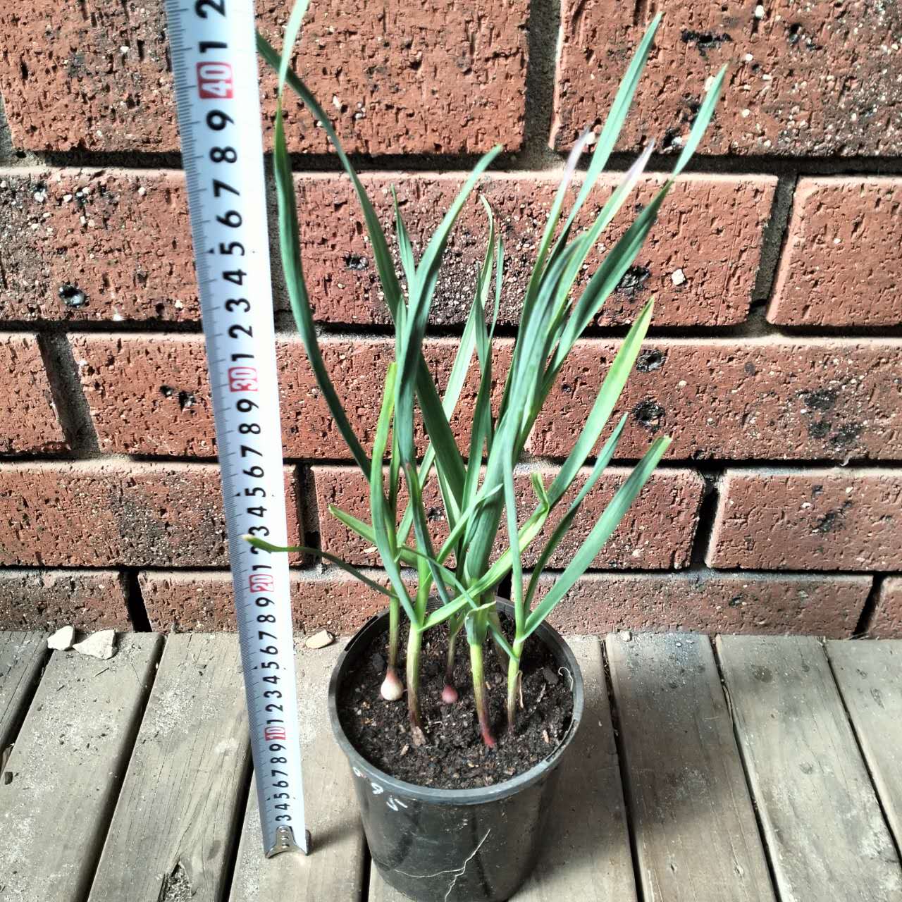 Garlic Plants - Vekan Variety