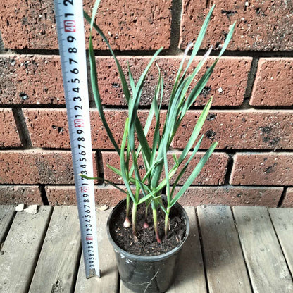 Garlic Plants - Vekan Variety