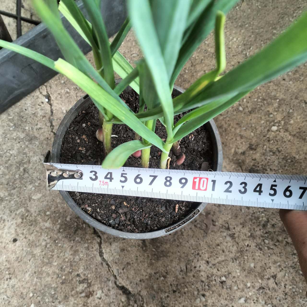 Garlic Plants - Vekan Variety