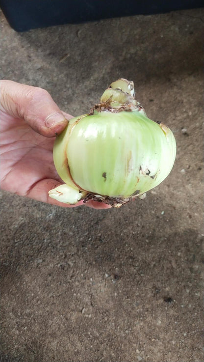 Lemon Sorbet - Hadeco Hippeastrum - Amaryllis Bulb