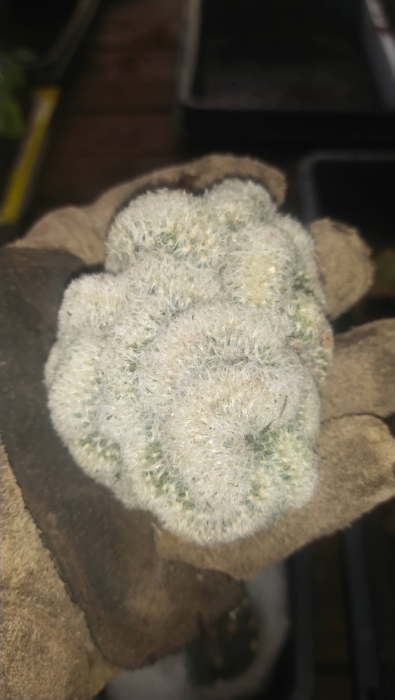 Cactus 007
