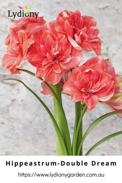 Mixed - Hippeastrum - Amaryllis Bulb