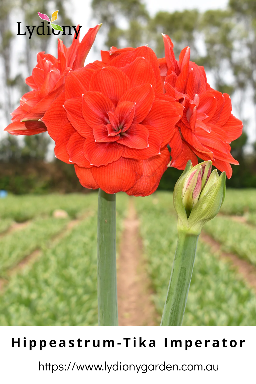 Mixed - Hippeastrum - Amaryllis Bulb