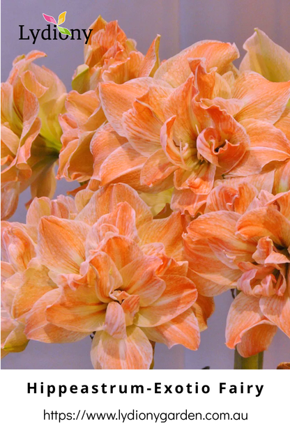 Mixed - Hippeastrum - Amaryllis Bulb