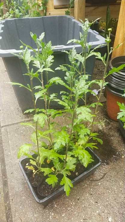 French Vanilla - White - Chrysanthemum Seedling