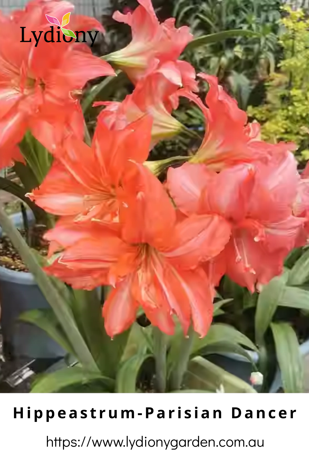 Mixed - Hippeastrum - Amaryllis Bulb