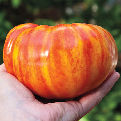 Seedling Package : Big Rainbow Tomato & Lebanese Cucumber