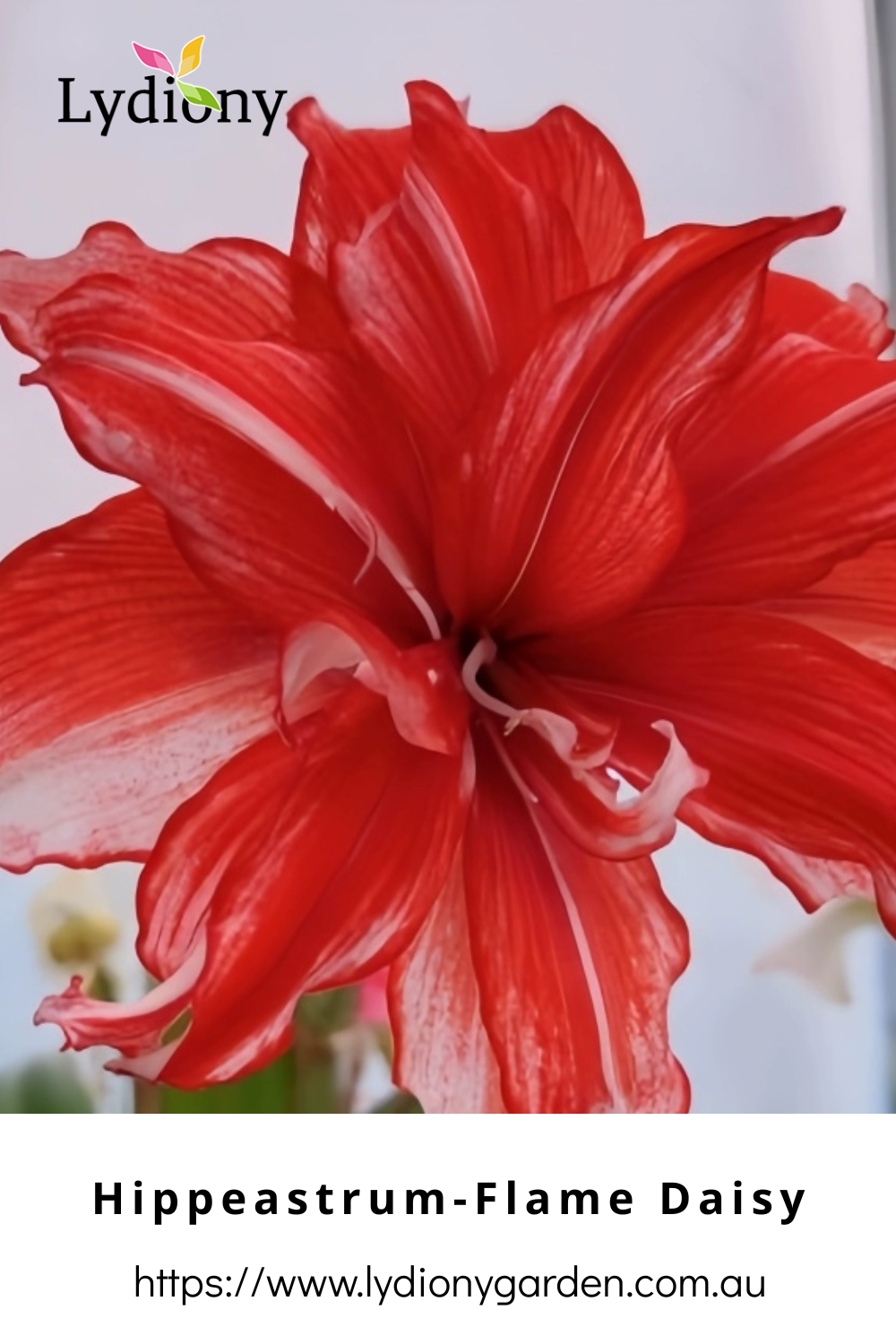 Mixed - Hippeastrum - Amaryllis Bulb