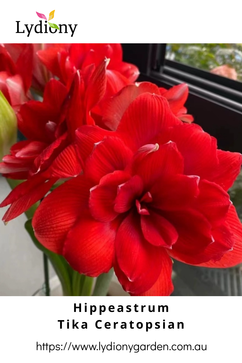 Mixed - Hippeastrum - Amaryllis Bulb