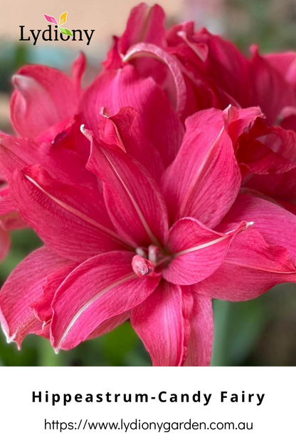 Mixed - Hippeastrum - Amaryllis Bulb