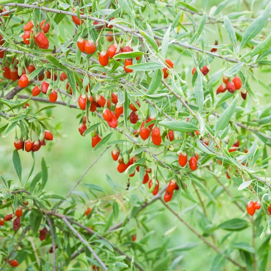 Goji Berry Plant